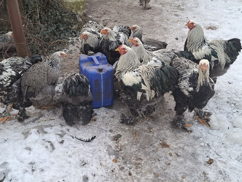 Bramy srebrzyste zeszloroczne