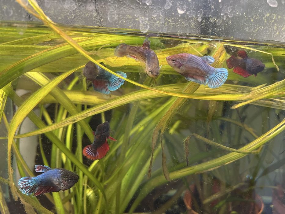 samice bojownika odmiana Delta bojownik syjamski/wspaniały