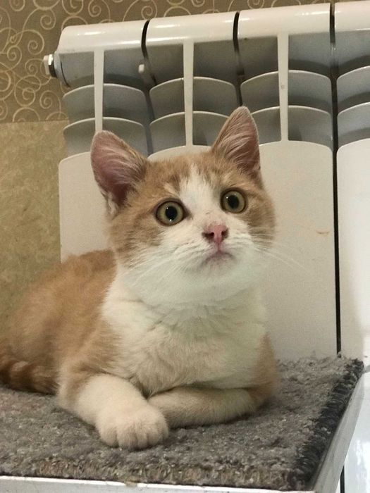 Котик риженький, 5 міс