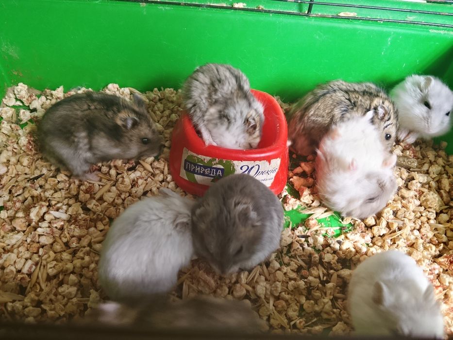 Джунгарские хомячки