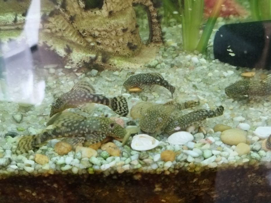 Glonojady niebieskie.