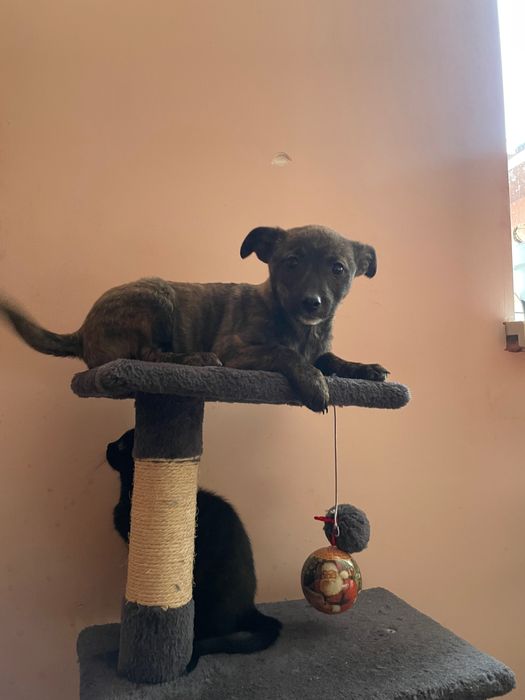 Собачка дівчина. 4 місяці. Дуже хоче жити в хаті.