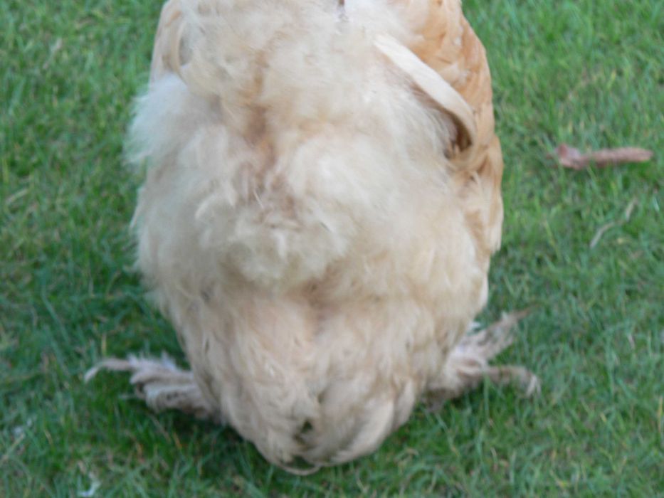 Kochin olbrzymi kura i kogut