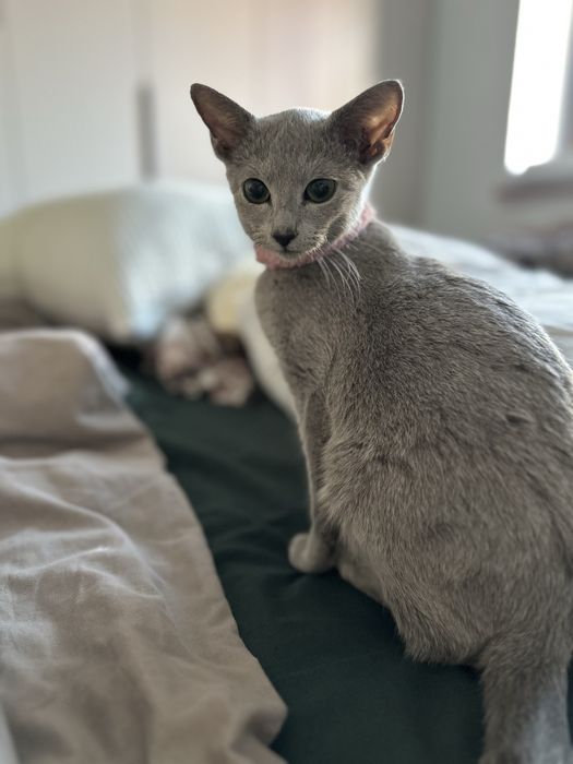 kotka rosyjska niebieska , VI 2025