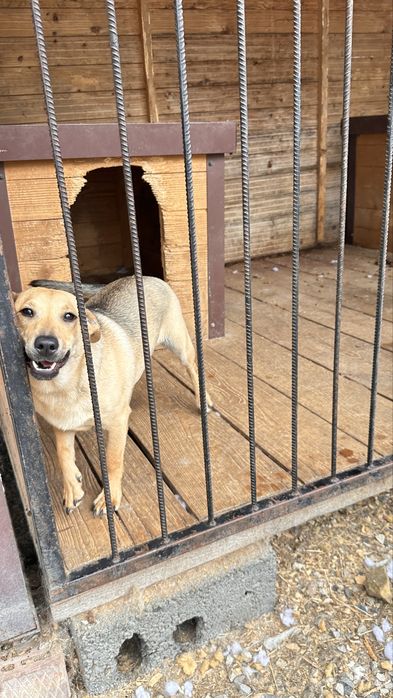 Собака в добрі руки