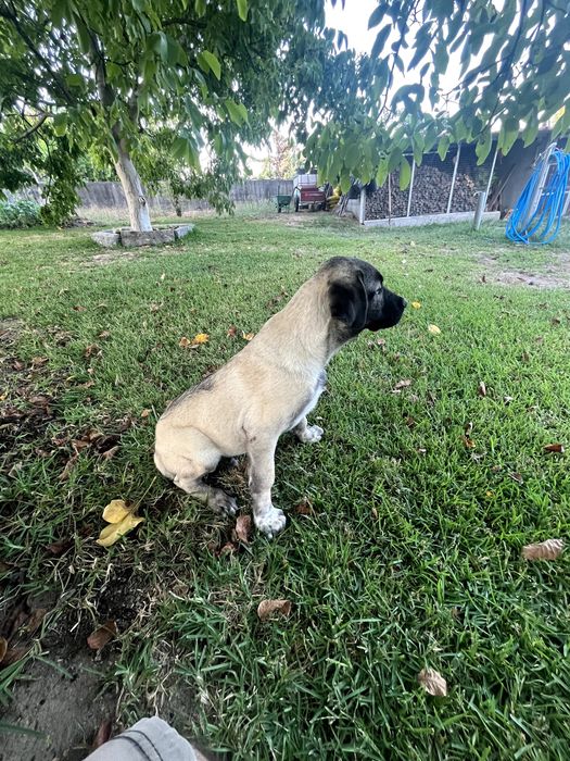 Cão KANGAL (Protetor de Gado)