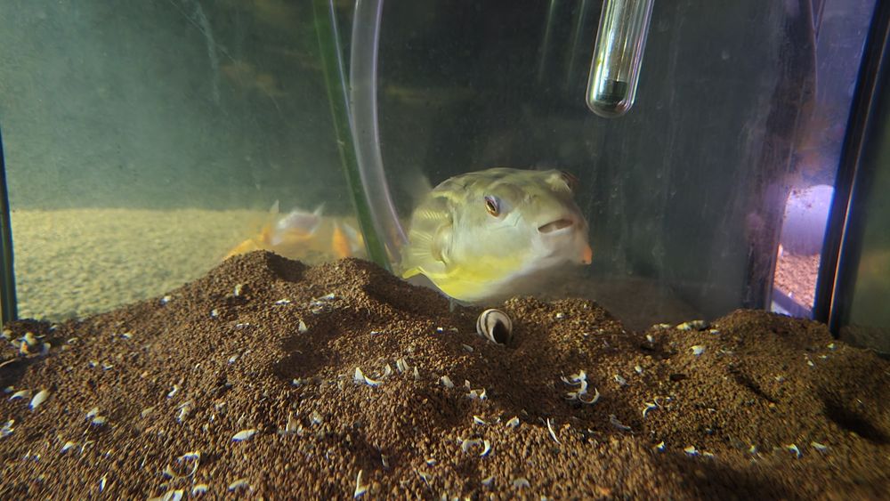 Tetradon fahaka +15cm