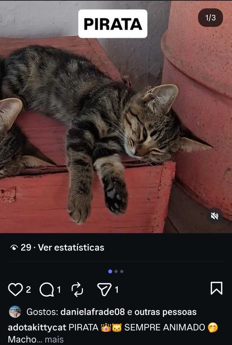 Gatinhos para adoção responsável