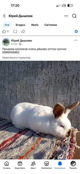 Продаю кролі ,опт не дорого