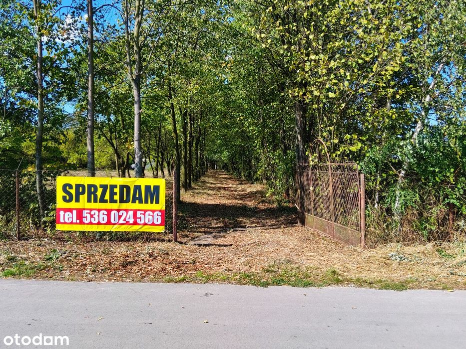 Rezerwacja Działka rolna 4317 m2, ogrodzona z sadem, Gniewięcin asfalt