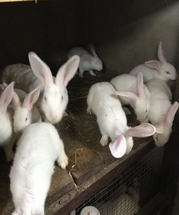 Кролики термонці та каліфорнійці