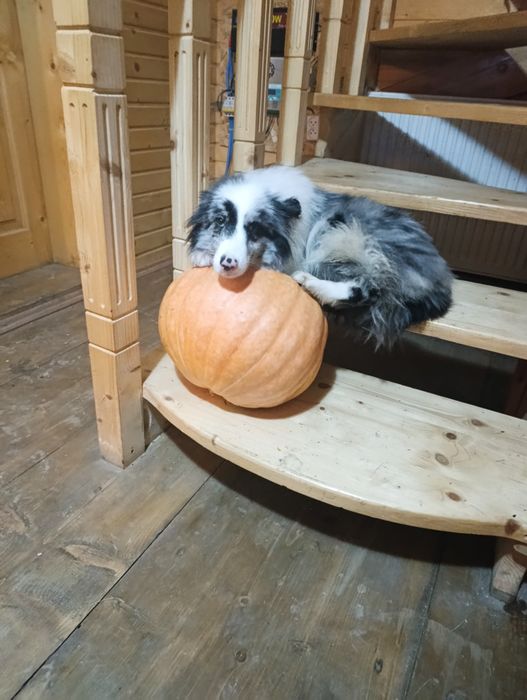 Чистокровні   Border Collie