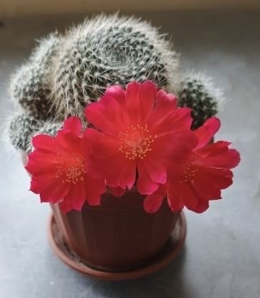 Продам дітки кактуса Маммілярія