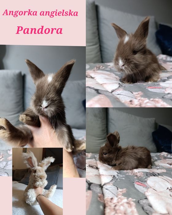 Angorki angielskie angora królik hodowla york yorczek