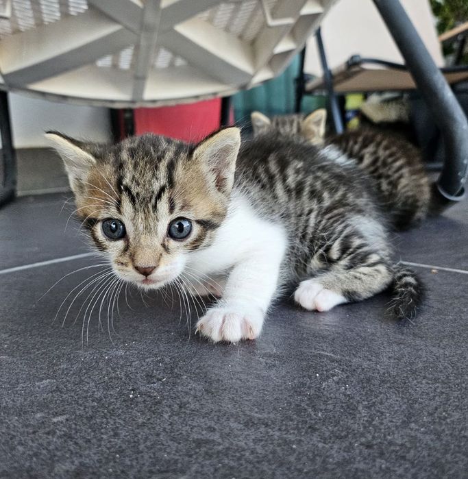 Dou gatos bebés