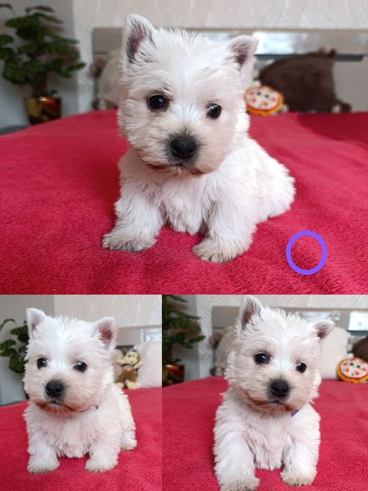 West Highland White Terrier Piesek z Rodowodem