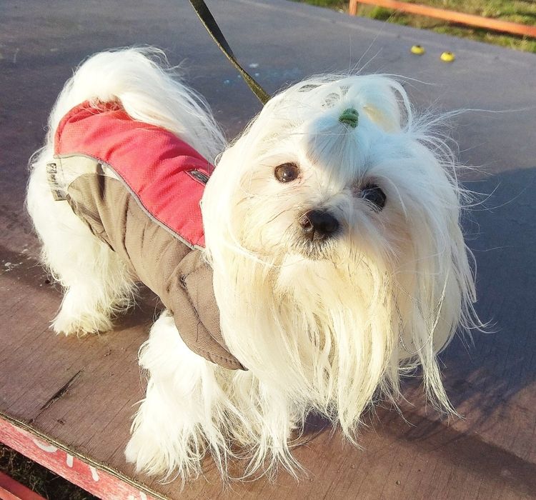 Вязка. Мальтезе. Миник.