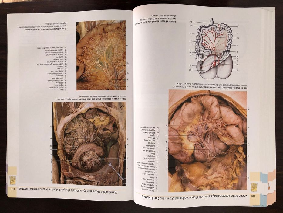 Yokochi 8th Ed (Anatomia) como novo