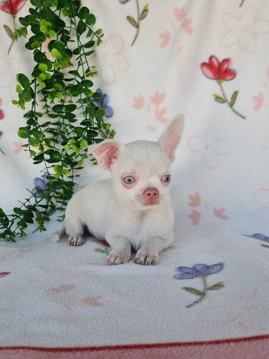 Excecional menino mini Chihuahua/Chiuaua,Qualidade, LinhagemRussa