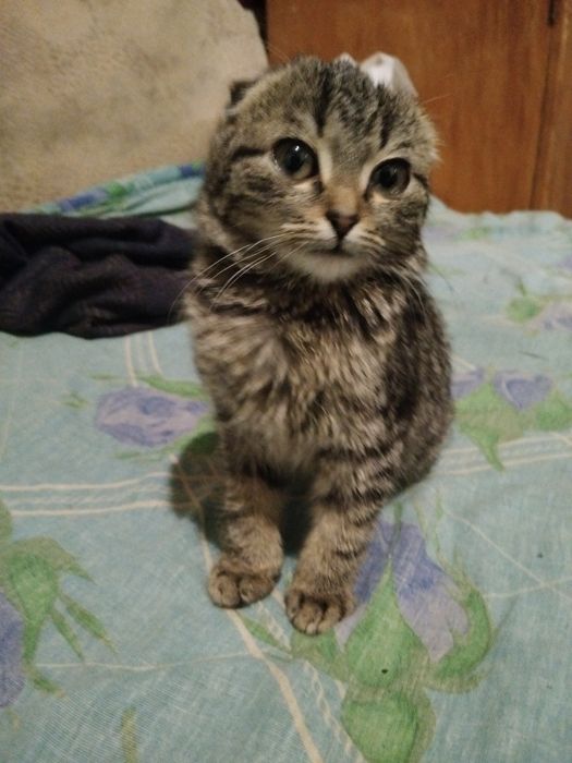 Продам Кошеня выслоухий