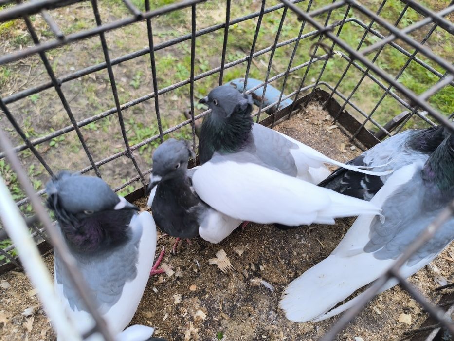 Sprzedam 6 ciemnych i teplerka