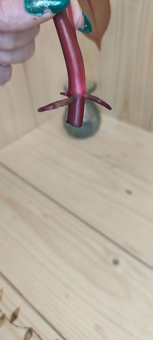 Philodendron strawberry shake