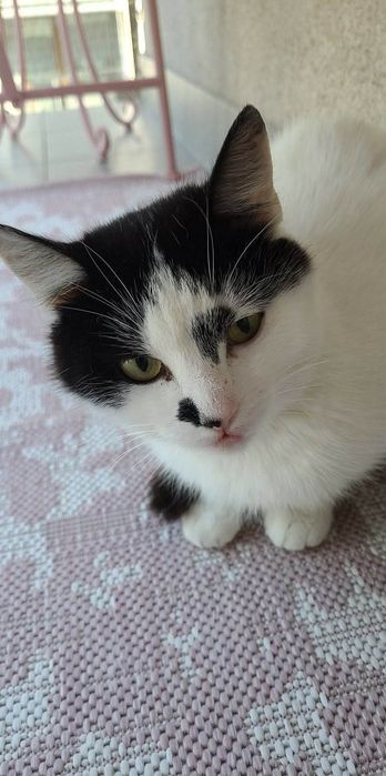 Lucynka do adopcji!