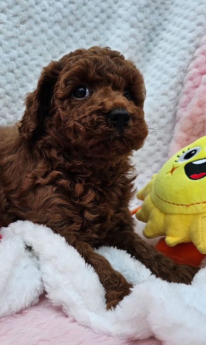 Pudel Toy red brown maleńki chłopczyk