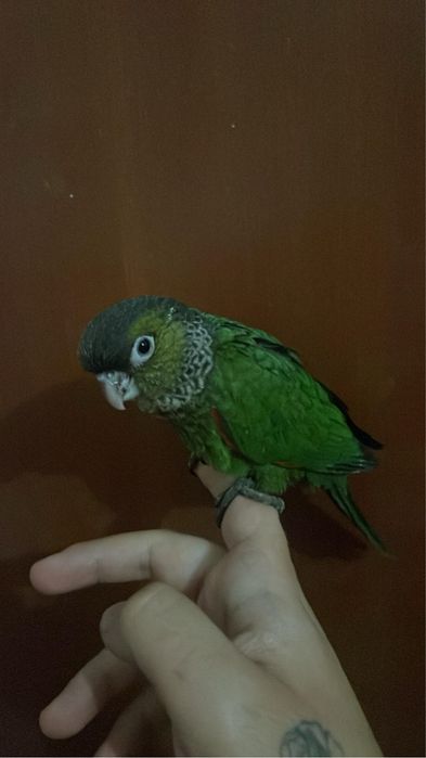 Pyrrhuras criadas à mão