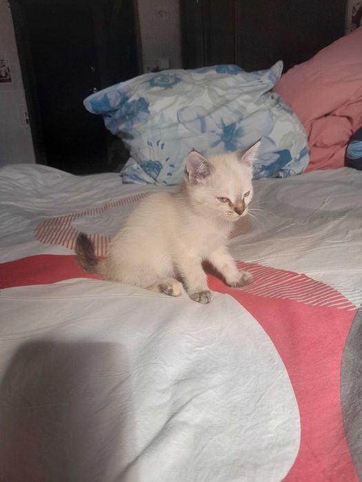 Котята бесплатно.