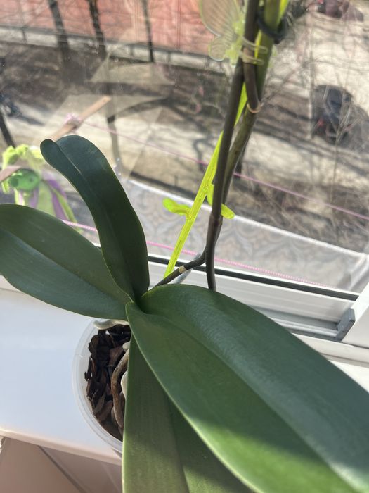 Орхідея біла з фіолетовим