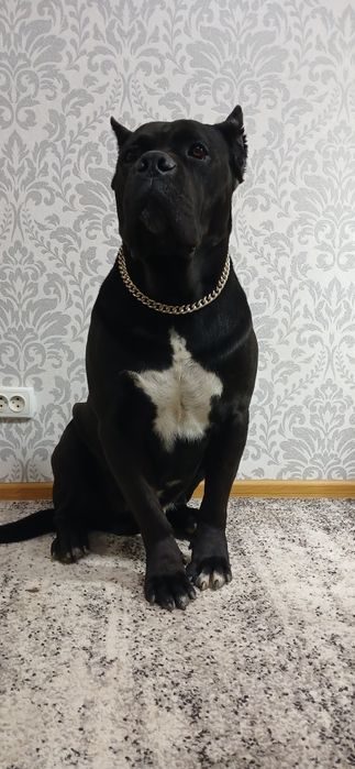 Вязка Кане-корсо