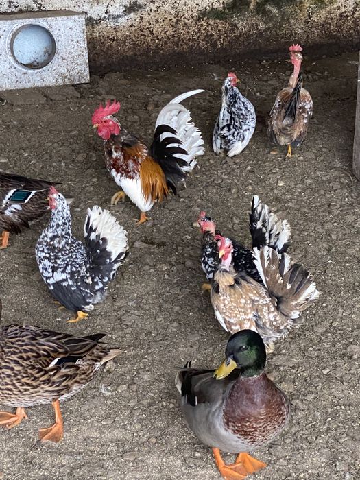 Ovos de galinha de várias raças.