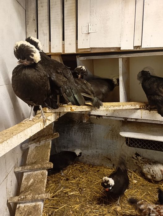 Kury ozdobne holenderskie zapraszam