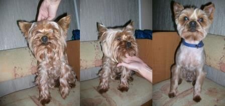 Стрижка собак, груминг