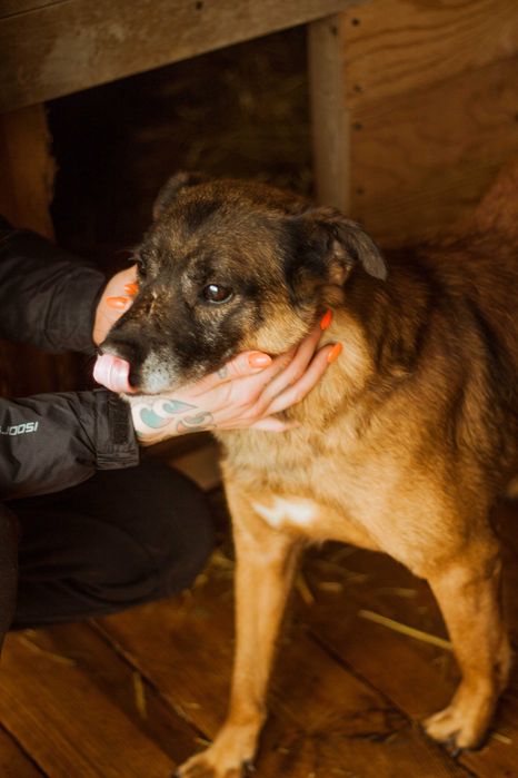 Wykop kochany pies szuka domu! | MASZ NOSA