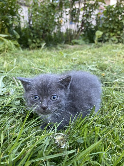 Продам котика.