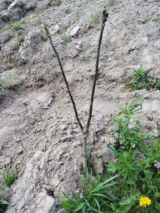 Продам саджанці горіхів