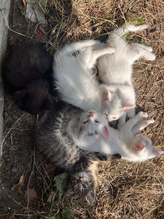 Кошенята, дівчатка