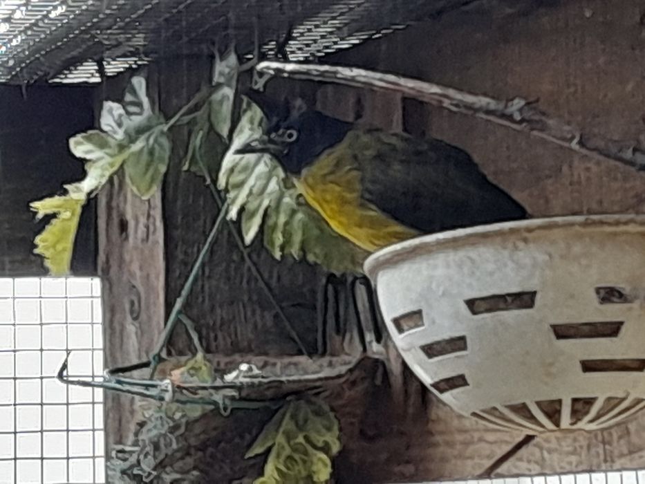 Bull bull birds um macho de orelha vermelha e outro macho verde