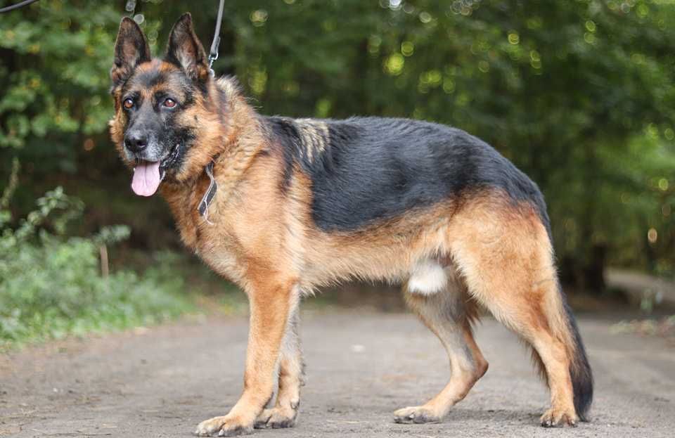OZON - ok.7 letni owczarek niemiecki pokocha człowieka !!!