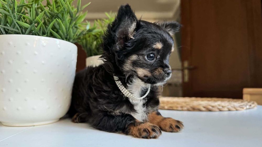 Mini Piesek Miniaturka Chihuahua z Rodowodem Chipem 1,8kg Jazz