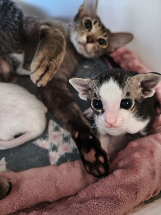 Kocurek Peterbald welurowy do rezerwacji