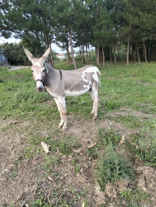 Vendo burro inteiro