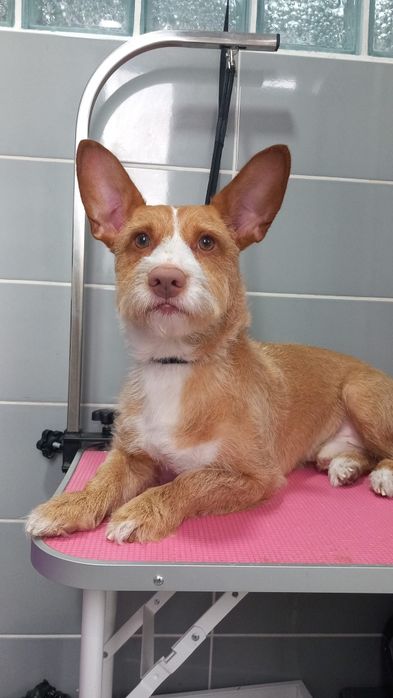 Cão Podengo para adoção