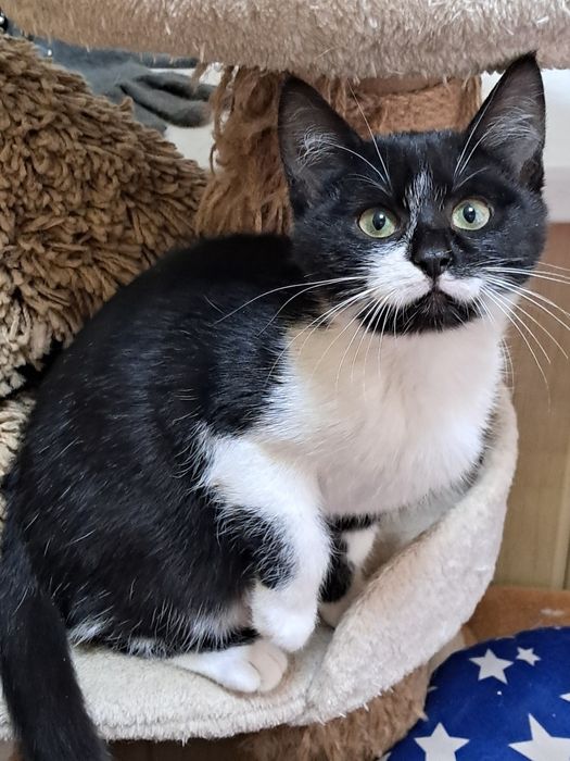 Кошенята в добрі руки