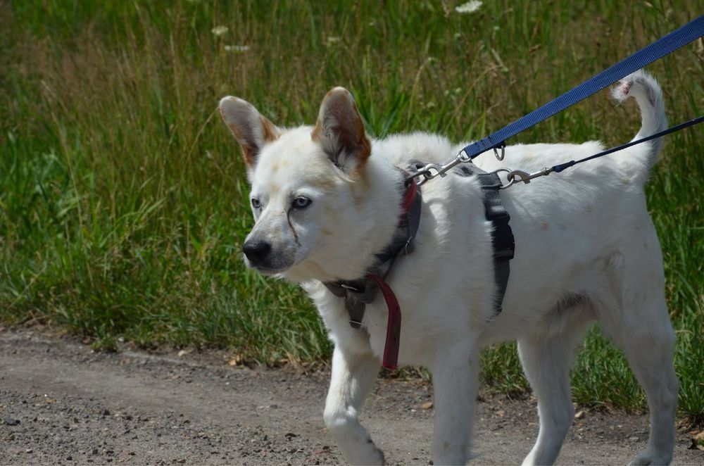 Piekny jasny piesek Kacper szuka domu! Adopcja psa