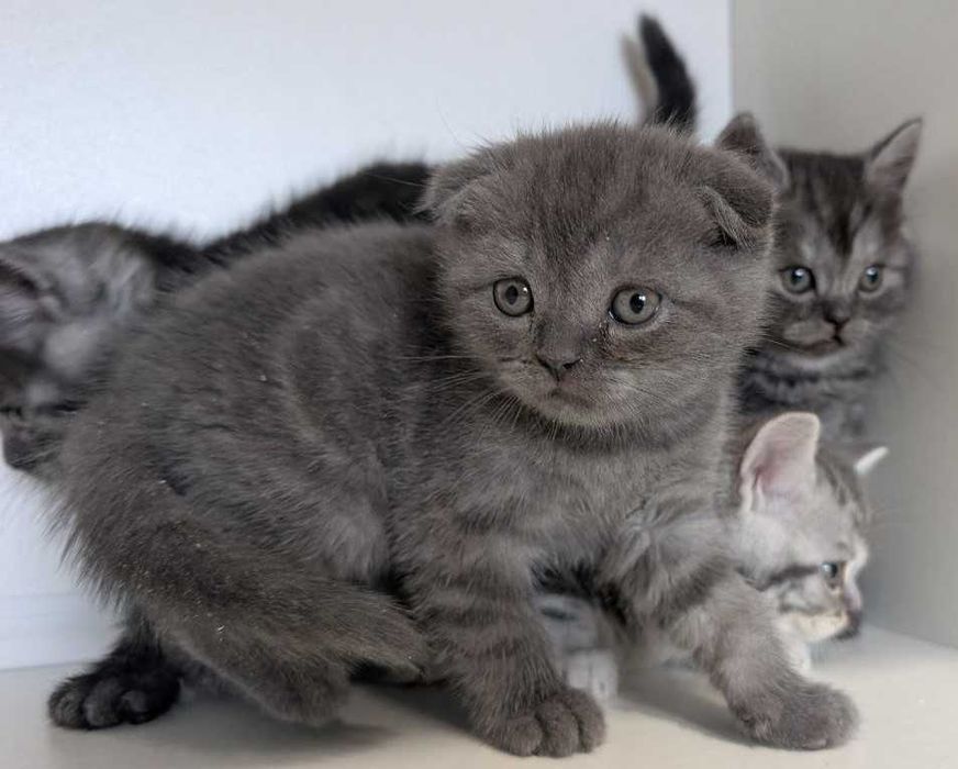 Мазунчики, муркотунчики!!!