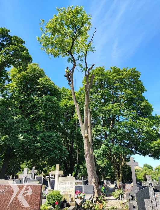 Wycinka Drzew Pielęgnacja Drzew Rębak Podnośnik Arborysta Alpinista
