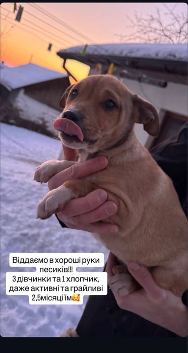 Цуценята Піттбуля безкоштовно в звʼязку з виїздом